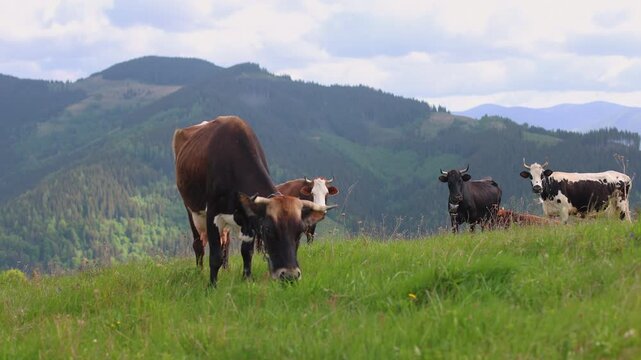 Horned cattle grazing on green alpine meadow with forested mountain valley behind, Peaceful rural herd stands on summer pasture beneath a soft cloudy sky.