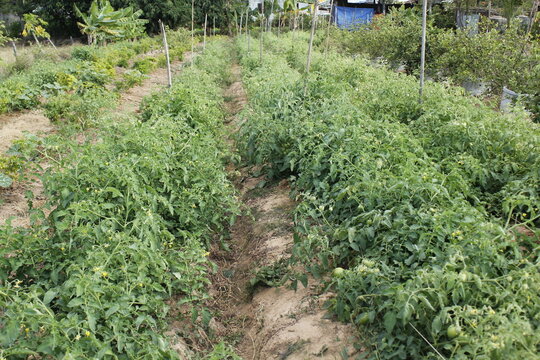 Agriculture operates as a human-directed ecosystem embedded within the natural landscape. Far from being separate entities, farming systems rely on natural biological, chemical, and physical processes