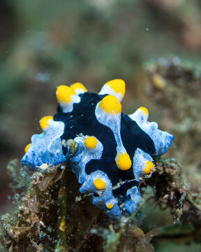 Phyllidia coelestis in Tufi fjords, Papua New Guinea