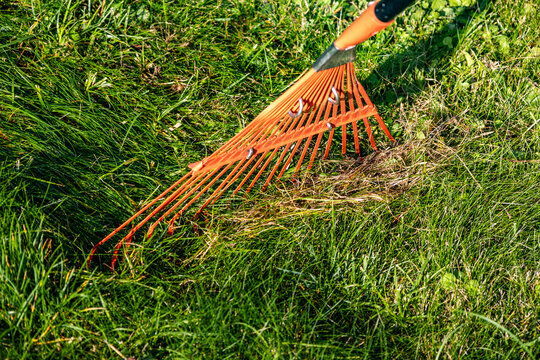 Orange fan rake raking dry thatch and leaves on green grass lawn