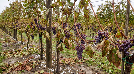 Fototapeta premium Vineyard showing red grapes and damaged leaves after a hail storm, concept of agriculture crop loss and climate change impact