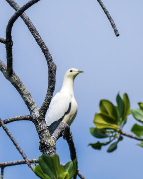 Torresian imperial pigeon, Ducula spilorrhoa, in Tufi fjords, Papua New Guinea