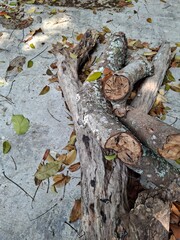 old tree trunk on the top of concrete © karina