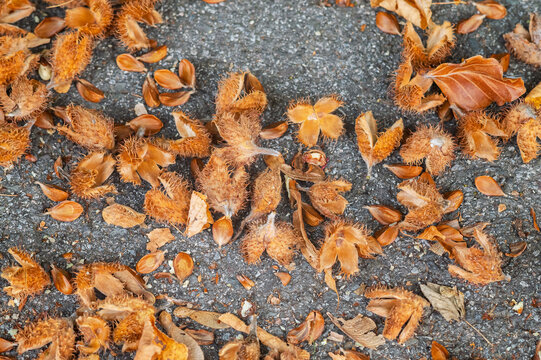 Fallen dry beechnut husks and brown seeds scattered on asphalt in autumn