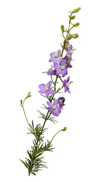Purple delphinium flowers and buds isolated on white or transparent background. Profile view.