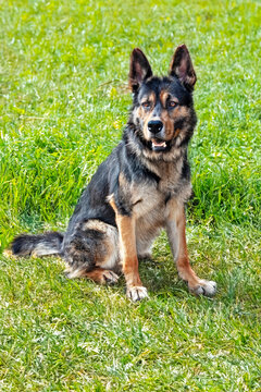 Portrait de cjen berger allemand de face sur la pelouse