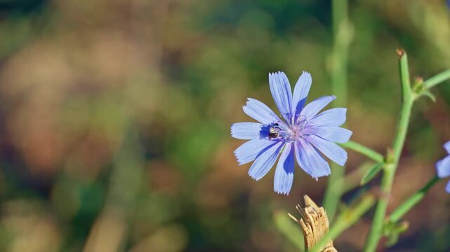 Macro view of a bee collecting pollen on a vibrant blue chicory flower in a sunny field, highlighting nature, pollination, and ecology