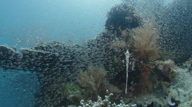 Silversides (Atherinidae) schooling over the coral reef on Misool Archipelago famous for its abundance of marine life. West Papua, Raja Ampat, Indonesia.