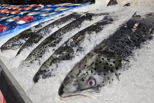 Fresh Whole Salmon Displayed on Crushed Ice in Supermarket Seafood Section.