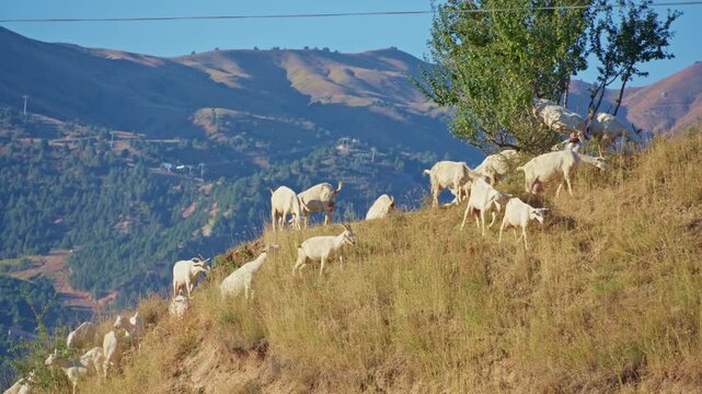 Herd of domestic white goats and rams grazing on a sunny hillside with majestic mountains in the background