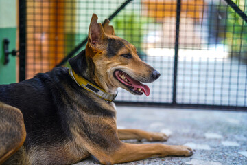 Close up side profile portrait of a brown and black mixed breed dog sitting and panting with its tongue out © Sourav