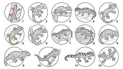 Fototapeta premium Collection of Diverse Gecko Species Illustrations