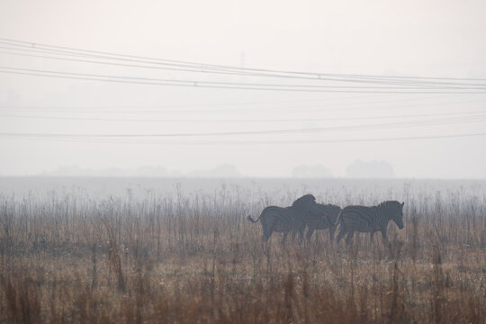 Zebras in a field on a foggy morning