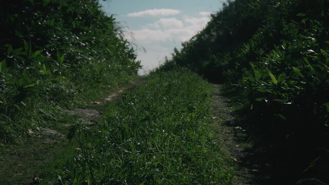 A rutted road climbing through a cut slope lined with bamboo grass
