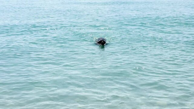 Dog swimming in the sea. Overhead aerial view of a labrador retriever dog swimming in clear turquoise water.	