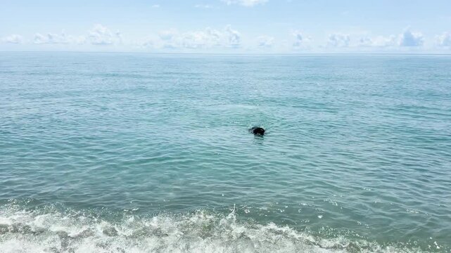 Dog swimming in the sea. Overhead aerial view of a labrador retriever dog swimming in clear turquoise water.	