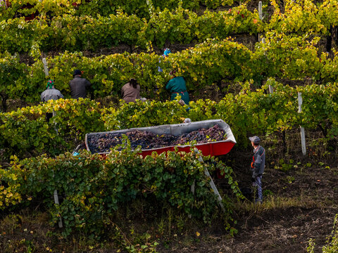 Workers harvesting ripe grapes by hand in autumn vineyard with trailer full of freshly picked grapes for wine production