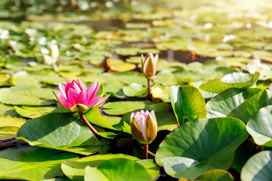 Pink water lily blooms among vibrant lily pads floating on calm lake pond warm sunny day. Green fresh lotus leaves reflect golden sunshine, creating tranquil aquatic scene of fresh summertime beauty