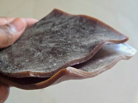 Close Up View of Rare Saras or Shiras Ayurvedic Healing Bark Sheets Held by Hand to Illustrate Traditional Holistic Medicine and Anti-Inflammatory Therapy for Joint and Knee Pain Management