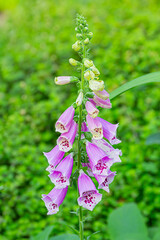 Closeup foxglove flower (Digitalis purpurea) a toxic species of flowering plant © iamtk
