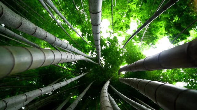 Low Angle View Looking Up at Tall Green Bamboo Stalks in a Forest
(숲속에서 하늘을 향해 곧게 뻗은 초록빛 대나무 줄기들을 올려다본 로우 앵글 풍경)