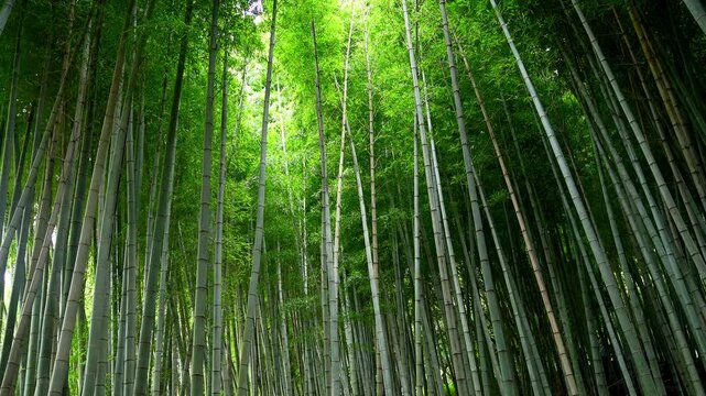 Tall Green Bamboo Forest Stems Reaching Upward to the Sky
(하늘을 향해 곧게 뻗은 싱그러운 초록빛 대나무 숲 줄기 풍경)