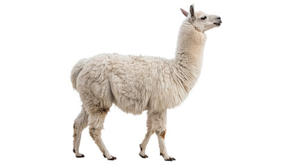 Fluffy domestic llama standing profile wildlife fauna isolated on transparent background © Harry