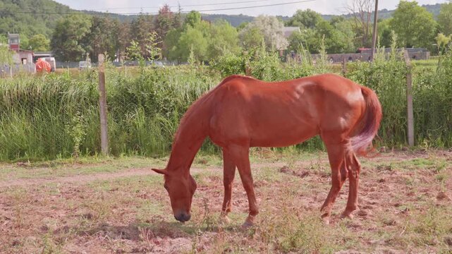 Red Chestnut Horse Grazing in Green Field on Sunny Day