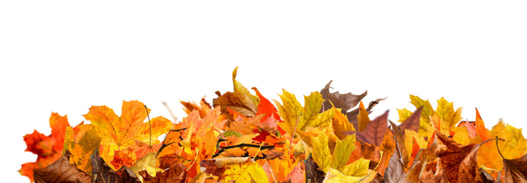 Autumn colorful leaves falling isolated on transparent background png