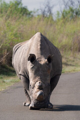 Rhinoceros walking on the road © Dylan