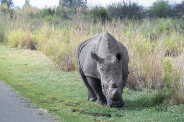 Rhinoceros walking in a green field © Dylan