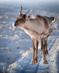 Reindeer calf in the snow in the Cairngorms, Scotland © Angel