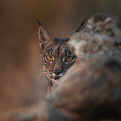 Iberian lynx watching from behind a rock in the wild © Angel