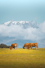 Cattle grazing in the Spanish countryside with the snow-covered Sierra de Gredos © Angel