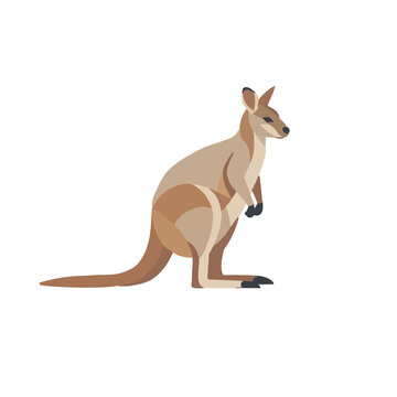 Australian Kangaroo Standing Vector Illustration