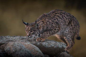 Iberian lynx stalking prey from a rock © Angel