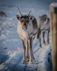 Reindeer calf waiting in the snow in the Cairngorms, Scotland © Angel