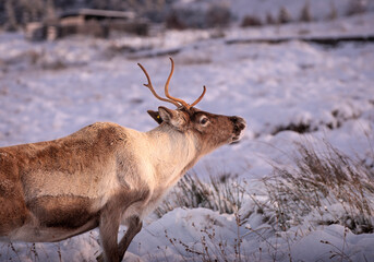 Reindeer in the snow in the Cairngorms, Scotland © Angel