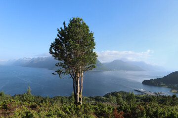 Single pine tree standing on top of Leirvagfjellet mountain with a scenic fjord view. High angle view of Storfjorden and distant mountains from Leirvagfjellet viewpoint in Norway. © vaitekune