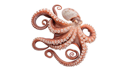 Wild octopus marine wildlife aquatic animal crawling isolated on transparent background © Olivia Wilson