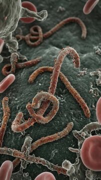 Virulent infection visualization: Ebola virus, crimson cell, pathogenic organism, microscopic view, deadly disease, cellular invasion, bloodstream danger, contagion threat.