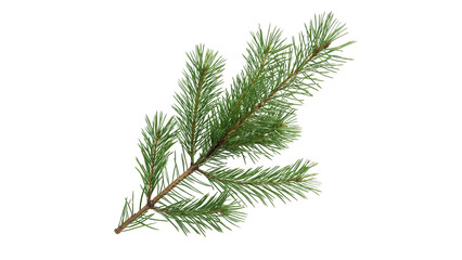 Green branch of fresh pine needles evergreens isolated on transparent background © Olivia Wilson