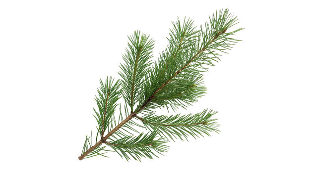 Green branch of fresh pine needles evergreens isolated on transparent background