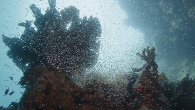 Silversides (Atherinidae) schooling over the coral reef on Misool Archipelago famous for its abundance of marine life. West Papua, Raja Ampat, Indonesia.