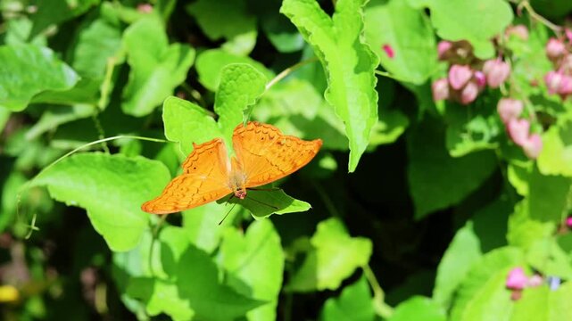 Orange butterfly rests on broad green leaf, slowly opening and closing its patterned wings. Vivid insect shifts position among lush foliage and small pink blossoms in bright natural light.