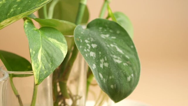 Close up of pothos plant leaves in glass vases for propagation and growth indoors.