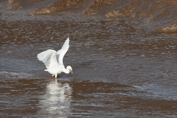 Egret with open wings striking water to catch fish © Raisa