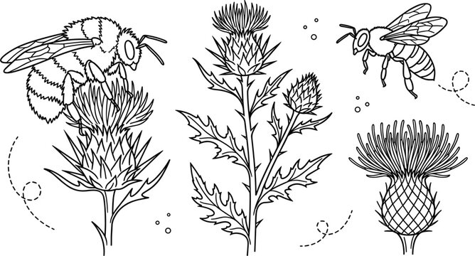 Thistle flower line art vector elements set featuring hand drawn bumble bees, honeybee flying trails, sharp spiky leaves, blooming buds, and meadow botanical doodles for organic product design.
