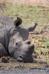 Close up of a rhino © Dylan