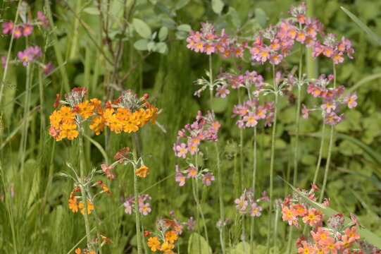 Close-up of Primula bulleyana candelabra primula with tiered pink flowers and yellow centers growing in a green garden setting